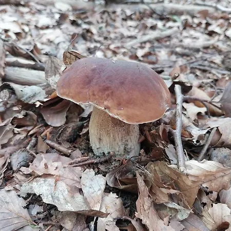 펜션 Dom Bzy I Magnolie Pojezierze Drawskie Lubowo (Szczecinek)