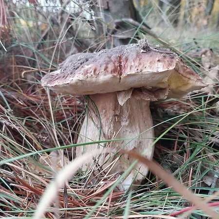 Dom Bzy I Magnolie Pojezierze Drawskie بيت للعطل Lubowo (Szczecinek)